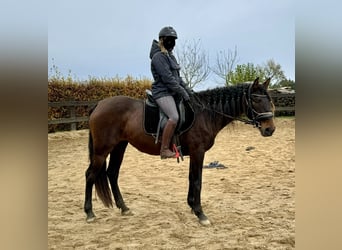 PRE Croisé, Jument, 11 Ans, 162 cm, Bai