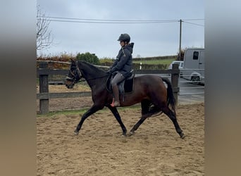 PRE Croisé, Jument, 11 Ans, 162 cm, Bai