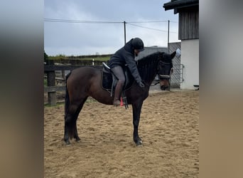PRE, Jument, 11 Ans, 164 cm, Bai
