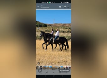 PRE, Jument, 11 Ans, Noir