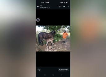 PRE, Jument, 11 Ans, Noir