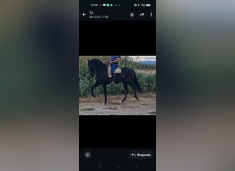 PRE, Jument, 11 Ans, Noir