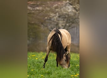 PRE, Jument, 12 Ans, 155 cm, Buckskin