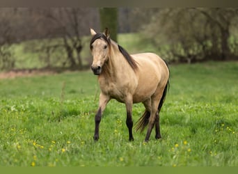 PRE, Jument, 12 Ans, 155 cm, Buckskin