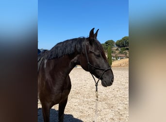 PRE, Jument, 12 Ans, 160 cm, Noir