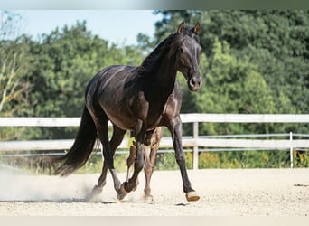 PRE, Jument, 12 Ans, 160 cm, Noir