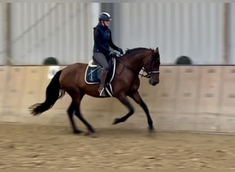 PRE Croisé, Jument, 12 Ans, 162 cm, Bai