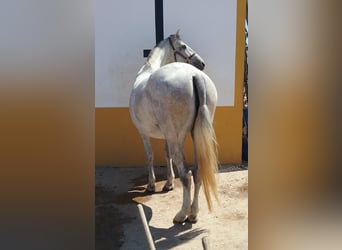 PRE, Jument, 12 Ans, 170 cm, Gris moucheté