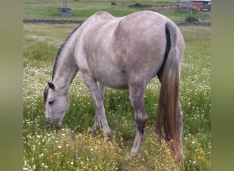 PRE, Jument, 12 Ans, 170 cm, Gris moucheté
