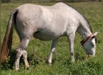 PRE, Jument, 12 Ans, 170 cm, Gris moucheté