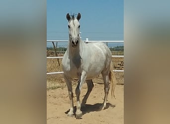 PRE, Jument, 12 Ans, 170 cm, Gris moucheté