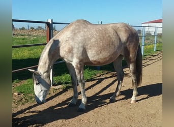 PRE, Jument, 12 Ans, 170 cm, Gris moucheté