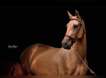 PRE, Jument, 12 Ans, Palomino