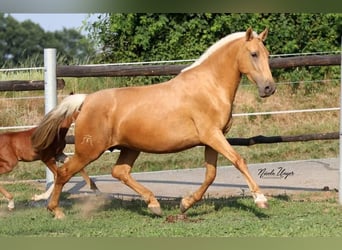 PRE, Jument, 12 Ans, Palomino