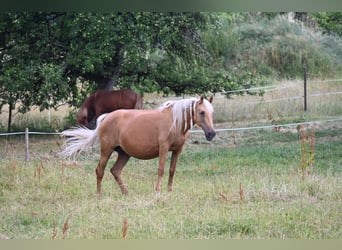 PRE, Jument, 12 Ans, Palomino