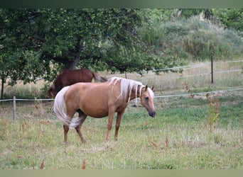 PRE, Jument, 12 Ans, Palomino