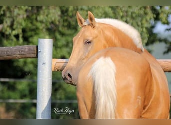 PRE, Jument, 12 Ans, Palomino