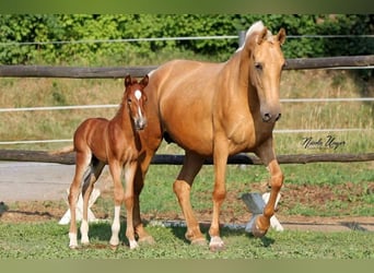 PRE, Jument, 12 Ans, Palomino