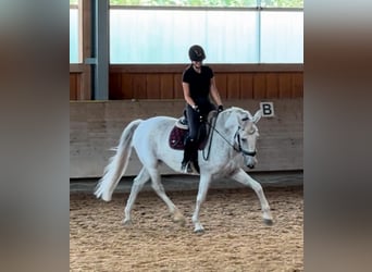 PRE Croisé, Jument, 13 Ans, 155 cm, Gris moucheté