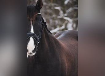 PRE Croisé, Jument, 13 Ans, 155 cm, Noir