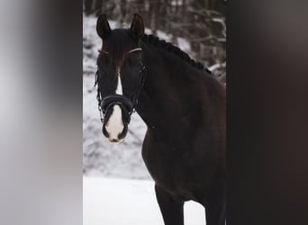 PRE Croisé, Jument, 13 Ans, 155 cm, Noir