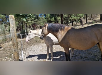 PRE Croisé, Jument, 13 Ans, 158 cm, Isabelle