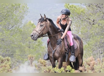 PRE Croisé, Jument, 13 Ans, 163 cm, Buckskin