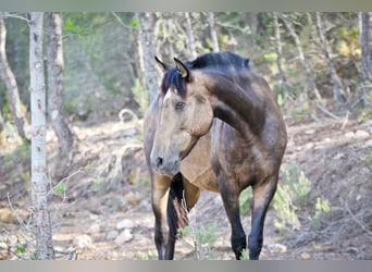 PRE Croisé, Jument, 13 Ans, 163 cm, Buckskin