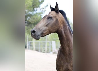 PRE Croisé, Jument, 13 Ans, 163 cm, Buckskin