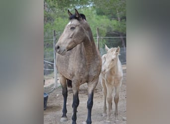 PRE Croisé, Jument, 13 Ans, 163 cm, Buckskin