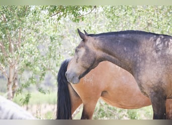 PRE Croisé, Jument, 13 Ans, 163 cm, Buckskin