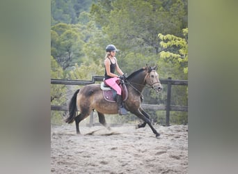 PRE Croisé, Jument, 13 Ans, 163 cm, Buckskin