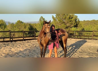 PRE Croisé, Jument, 13 Ans, 163 cm, Buckskin