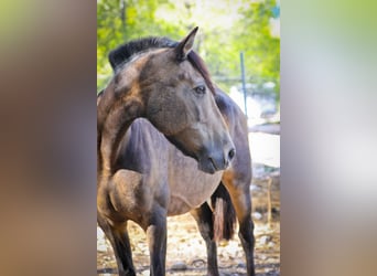 PRE Croisé, Jument, 13 Ans, 163 cm, Buckskin