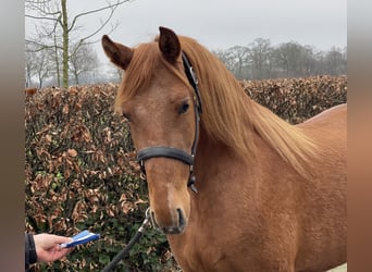 PRE Croisé, Jument, 14 Ans, 153 cm, Alezan