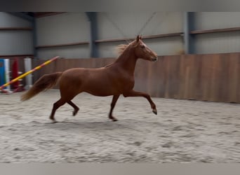 PRE Croisé, Jument, 14 Ans, 153 cm, Alezan