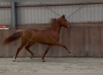 PRE Croisé, Jument, 14 Ans, 153 cm, Alezan