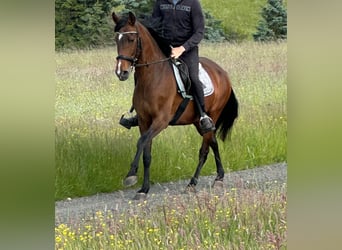 PRE Croisé, Jument, 14 Ans, 155 cm, Bai