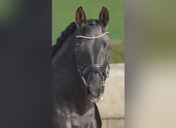 PRE Croisé, Jument, 14 Ans, 158 cm, Noir