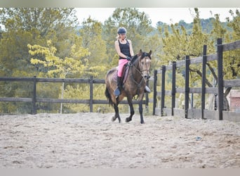 PRE Croisé, Jument, 14 Ans, 163 cm, Buckskin