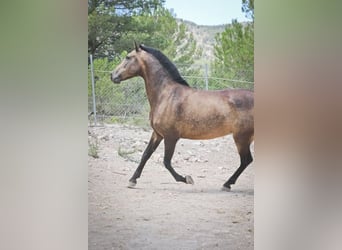 PRE Croisé, Jument, 14 Ans, 163 cm, Buckskin