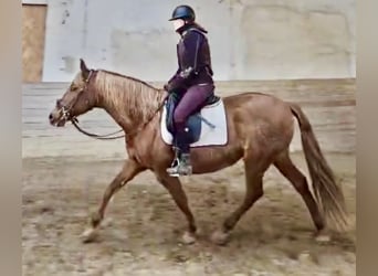 PRE, Jument, 15 Ans, 158 cm, Alezan