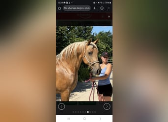 PRE Croisé, Jument, 15 Ans, 158 cm, Alezan