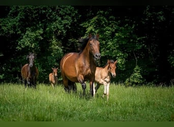 PRE Croisé, Jument, 16 Ans