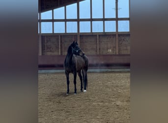 PRE Croisé, Jument, 19 Ans, 158 cm, Grullo