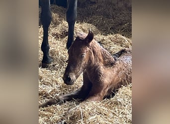 PRE Croisé, Jument, 19 Ans, 158 cm, Grullo