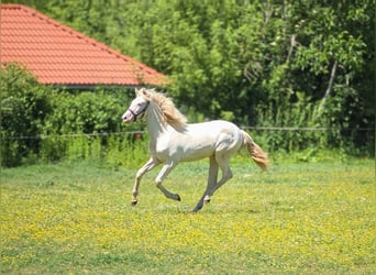 PRE Croisé, Jument, 1 Année, 137 cm, Perlino