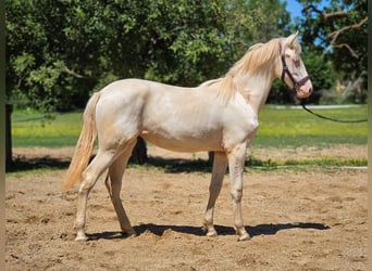 PRE Croisé, Jument, 1 Année, 137 cm, Perlino