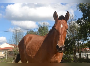 PRE Croisé, Jument, 1 Année, 146 cm, Bai cerise