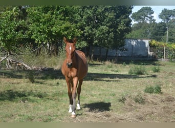 PRE Croisé, Jument, 1 Année, 146 cm, Bai cerise